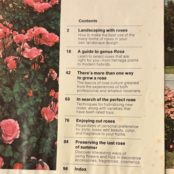 All About Roses - Pink - Picture 3 of 6